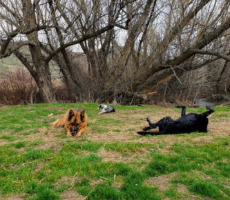 Image of Red Tail Trail park in Boise, Idaho, United States Image of Red Tail Trail park in boise, idaho, united-states