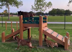 Image of Texas City Dog Park park in Texas City, Texas, United States Image of Texas City Dog Park park in texas-city, texas, united-states