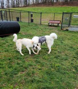 Image of Morningside Dog park park in Loch Sheldrake, New York, United States Image of Morningside Dog park park in loch-sheldrake, new-york, united-states