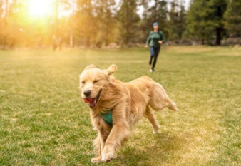Image of Lexington Dog Park park in Linden, New Jersey, United States Image of Lexington Dog Park park in linden, new-jersey, united-states