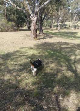 Image of Stadium Drive Off-leash Dog Park park in Keilor Park, Victoria, Australia Image of Stadium Drive Off-leash Dog Park park in keilor-park, victoria, australia