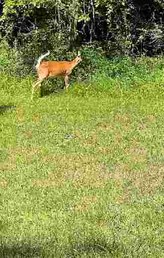 Image of Tails & Trails Dog Park at Queeny Park(membership) park in St. Louis, Michigan, United States Image of Tails & Trails Dog Park at Queeny Park(membership) park in st-louis, michigan, united-states