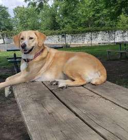 Image of Burdi Park park in Warren, Michigan, United States Image of Burdi Park park in warren, michigan, united-states