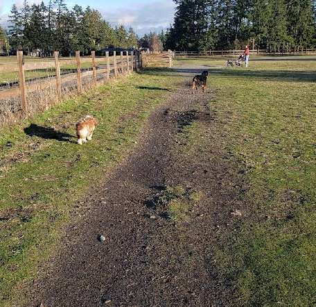 Image of Fort Steilacoom Large Dog Park park in Lakewood, California, United States Image of Fort Steilacoom Large Dog Park park in lakewood, california, united-states