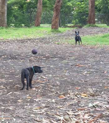 Image of Sparks Street Reserve park in Mascot, New South Wales, Australia Image of Sparks Street Reserve park in mascot, new-south-wales, australia