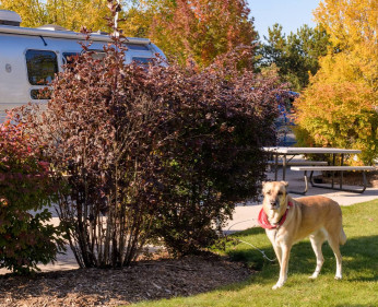 Image of Barrie KOA Holiday park in Springwater, Ontario, Canada Image of Barrie KOA Holiday park in springwater, ontario, canada