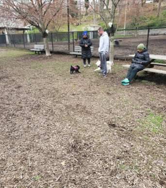 Image of Kent Dog Park park in Drexel Hill, Pennsylvania, United States Image of Kent Dog Park park in drexel-hill, pennsylvania, united-states