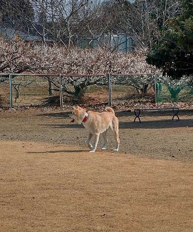 Image of ドッグラン折原 park in Yorii, Saitama, Japan Image of ドッグラン折原 park in yorii, saitama, japan