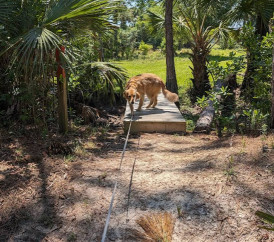 Image of CREW Cypress Dome Trails park in Immokalee, Florida, United States Image of CREW Cypress Dome Trails park in immokalee, florida, united-states