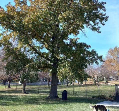 Image of Happy Tails Dog Park park in Pekin, Illinois, United States Image of Happy Tails Dog Park park in pekin, illinois, united-states