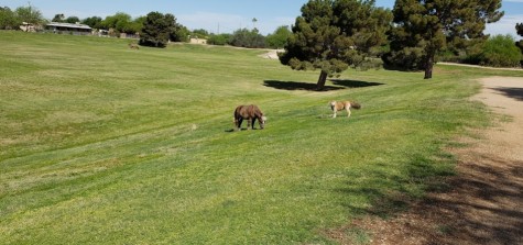 Image of Mescal Park park in Scottsdale, Arizona, United States Image of Mescal Park park in scottsdale, arizona, united-states