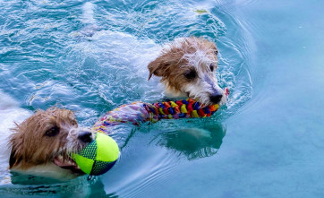 Image of Snyder Bark Park park in Fort Lauderdale, Florida, United States Image of Snyder Bark Park park in fort-lauderdale, florida, united-states