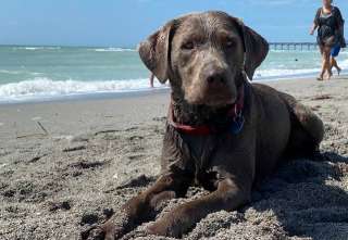 Image of Venice dog beach park in Venice, California, United States Image of Venice dog beach park in venice, california, united-states