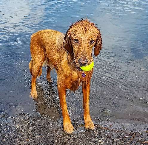 Image of Canine Beach at Bozeman Pond park in Bozeman, Montana, United States Image of Canine Beach at Bozeman Pond park in bozeman, montana, united-states
