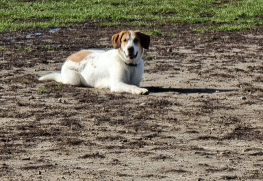 Image of Heritage Green Community Dog Park park in Hamilton, Ontario, Canada Image of Heritage Green Community Dog Park park in hamilton, ontario, canada