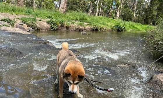 Image of Lillydale Lake (North West) Dog Off Leash Area park in Lilydale, Victoria, Australia Image of Lillydale Lake (North West) Dog Off Leash Area park in lilydale, victoria, australia