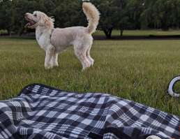 Image of Yeronga Dog Park park in Yeronga, Queensland, Australia Image of Yeronga Dog Park park in yeronga, queensland, australia