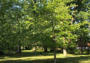 Image of Holmes Run Dog park park in Alexandria, Louisiana, United States Image of Holmes Run Dog park park in alexandria, louisiana, united-states