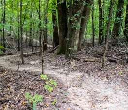Image of Wooded Trail System at Union University park in Jackson, California, United States Image of Wooded Trail System at Union University park in jackson, california, united-states