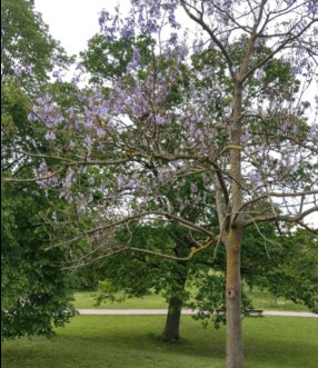 Image of Stadt Park park in Worms, Rheinland-Pfalz, Germany Image of Stadt Park park in worms, rheinland-pfalz, germany