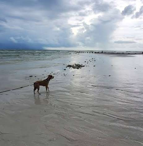 Image of Honeymoon Island State Park Pet Beach park in Dunedin, Florida, United States Image of Honeymoon Island State Park Pet Beach park in Dunedin, Florida, United States