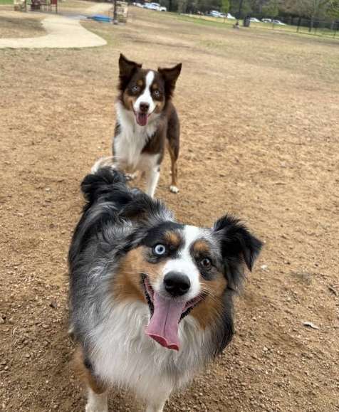 Image of Cattail Park Dog Park park in The Woodlands, Texas, United States Image of Cattail Park Dog Park park in the-woodlands, texas, united-states