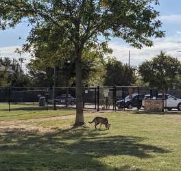 Image of Irving Dog Park park in Irving, Texas, United States Image of Irving Dog Park park in irving, texas, united-states