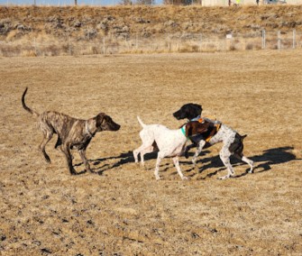 Image of Fort Boise Dog Park park in Boise, Idaho, United States Image of Fort Boise Dog Park park in boise, idaho, united-states