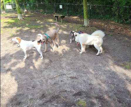 Image of Tait Terrace Dog Park park in Norfolk, Nebraska, United States Image of Tait Terrace Dog Park park in norfolk, nebraska, united-states