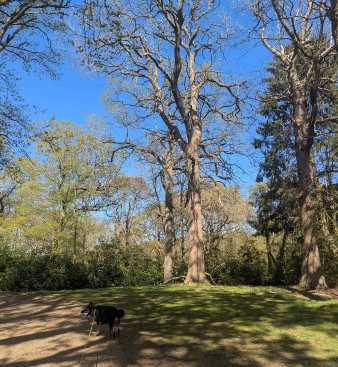 Image of Sandringham Country Park park in King's Lynn and West Norfolk, England, United Kingdom Image of Sandringham Country Park park in kings-lynn-and-west-norfolk, england, united-kingdom