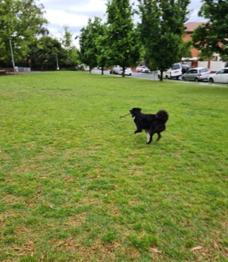 Image of Hewison Reserve park in Balaclava, Victoria, Australia Image of Hewison Reserve park in balaclava, victoria, australia