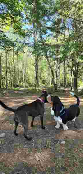 Image of Meadow Woods Preserve Off Leash Dog Area park in Kennebunkport, Maine, United States Image of Meadow Woods Preserve Off Leash Dog Area park in kennebunkport, maine, united-states