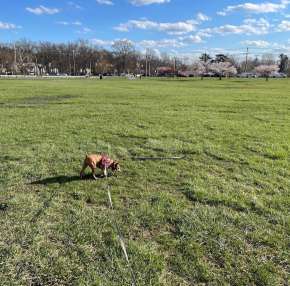 Image of Overpeck Dog Park park in Leonia, New Jersey, United States Image of Overpeck Dog Park park in leonia, new-jersey, united-states