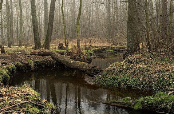 Image of Las Okręglik park in Zgierz Obszar Wiejski, Łódź Voivodeship, Poland Image of Las Okręglik park in zgierz-obszar-wiejski, lodz-voivodeship, poland