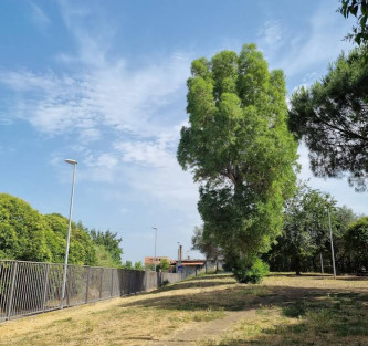 Image of Parco Della Pace, Area Cani park in Marino, Lazio, Italy Image of Parco Della Pace, Area Cani park in marino, lazio, italy
