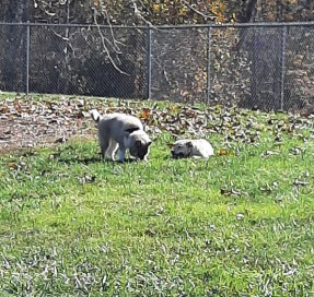 Image of Bark Park park in Bristol, Connecticut, United States Image of Bark Park park in bristol, connecticut, united-states
