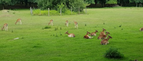Image of Wildpark Frankfurt park in Frankfurt (Oder), Brandenburg, Germany Image of Wildpark Frankfurt park in frankfurt-oder, brandenburg, germany