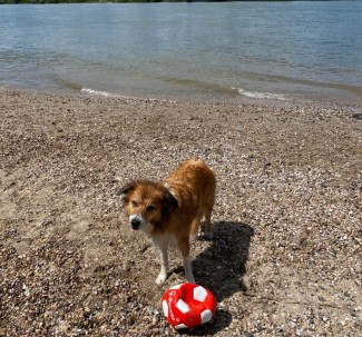 Image of Hundestrand Oppenheim park in Oppenheim, Rhineland-Palatinate, Germany Image of Hundestrand Oppenheim park in oppenheim, rhineland-palatinate, germany