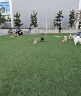 Image of Dog Park at NOHO West park in Los Angeles, California, United States Image of Dog Park at NOHO West park in los-angeles, california, united-states