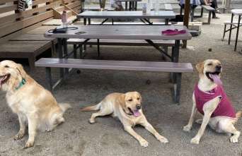 Dog Run Dog Park in Sagamihara | Reviews and Amenities