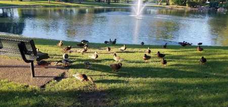 Image of Veterans Park park in North Riverside, Illinois, United States Image of Veterans Park park in north-riverside, illinois, united-states