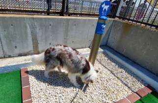 わんわん広場 Dog Park in Kawasaki | Reviews and Amenities