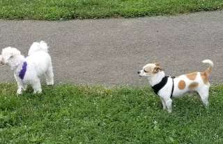 Image of Mattie Stepanek Dog Park park in Rockville, Maryland, United States Image of Mattie Stepanek Dog Park park in rockville, maryland, united-states