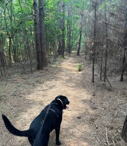 Image of Mint Hill Founders Park park in Charlotte, Michigan, United States Image of Mint Hill Founders Park park in Charlotte, Michigan, United States