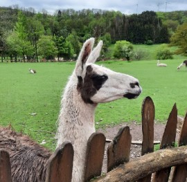 Image of Wildpark Freisen park in Freisen, Saarland, Germany Image of Wildpark Freisen park in freisen, saarland, germany