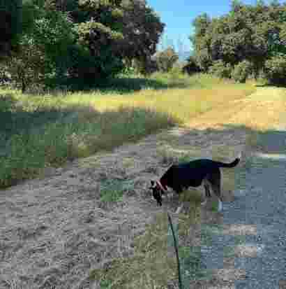 Image of Coyote Creek Trail, San Jose, CA park in San Jose, California, United States Image of Coyote Creek Trail, San Jose, CA park in san-jose, california, united-states