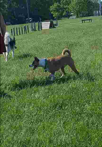 Image of Dog Park park in Indianapolis, Indiana, United States Image of Dog Park park in indianapolis, indiana, united-states