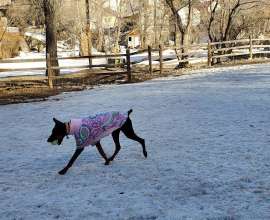 Image of Ouray Dog Park park in Ouray, Colorado, United States Image of Ouray Dog Park park in ouray, colorado, united-states