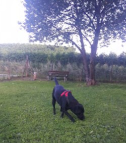 Image of Area cani, Parco Muccioli a Sale di Gussago park in Gussago, Lombardia, Italy Image of Area cani, Parco Muccioli a Sale di Gussago park in gussago, lombardia, italy