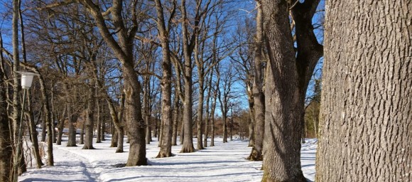 Image of Eichenwald park in Ruhpolding, Bavaria, Germany Image of Eichenwald park in ruhpolding, bavaria, germany